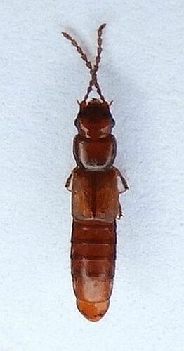 Siagonium americanum