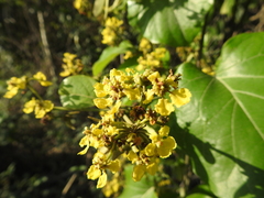 Stigmaphyllon retusum