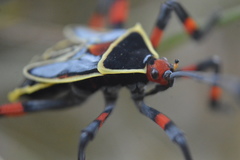 Pachylis acutangulus