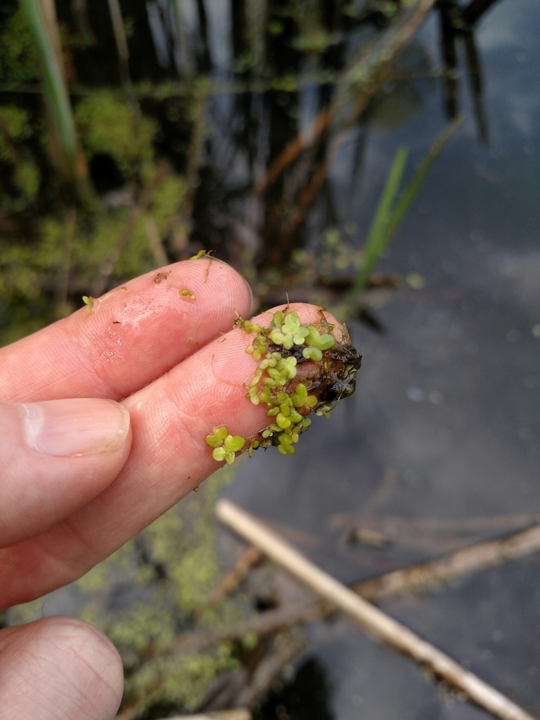 common duckweed (ADIRONDACK RESEARCH GUIDEBOOK) · iNaturalist