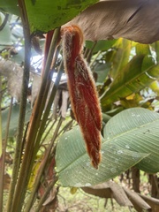 Heliconia vellerigera image