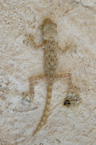 Sinai Fan-fingered Gecko