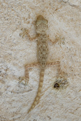 Sinai Fan-Fingered Gecko photo 4