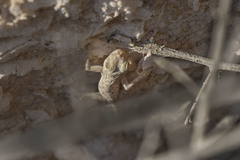 Ptyodactylus guttatus
