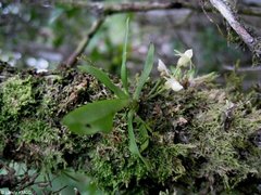 Angraecum crassifolium image