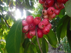 Syzygium malaccense