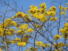 Handroanthus guayacan
