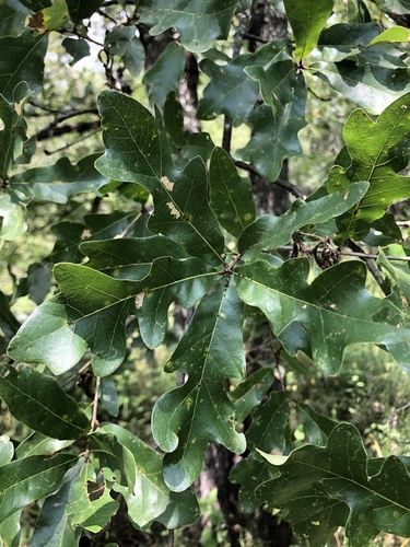 Bottomland Post Oak (Quercus similis)