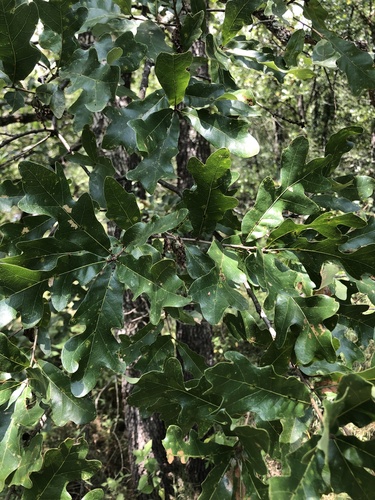 Quercus similis, photograph 2