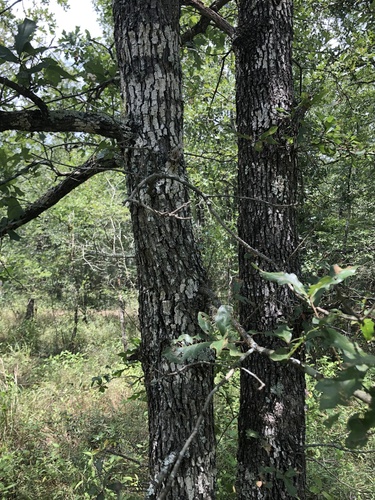 Quercus similis, photograph 3