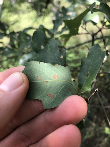 Quercus similis, photograph 4