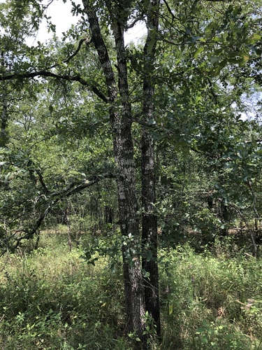 Quercus similis, photograph 5