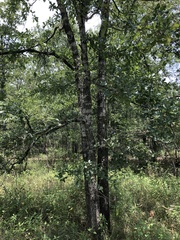 Quercus similis, photograph (c) Will McFarland, some rights reserved (CC BY)