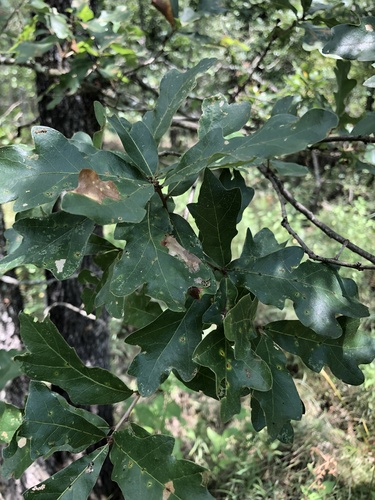 Quercus similis, photograph 6