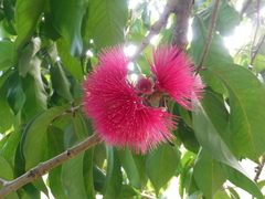 Syzygium malaccense