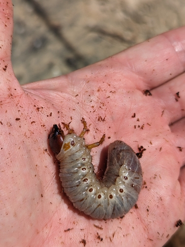 Coconut Rhinoceros Beetle