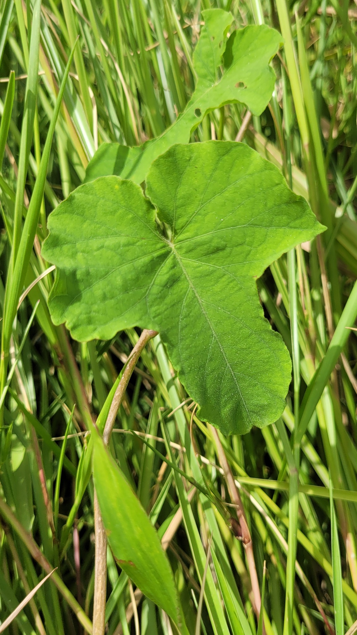 Imagem de Sete-léguas