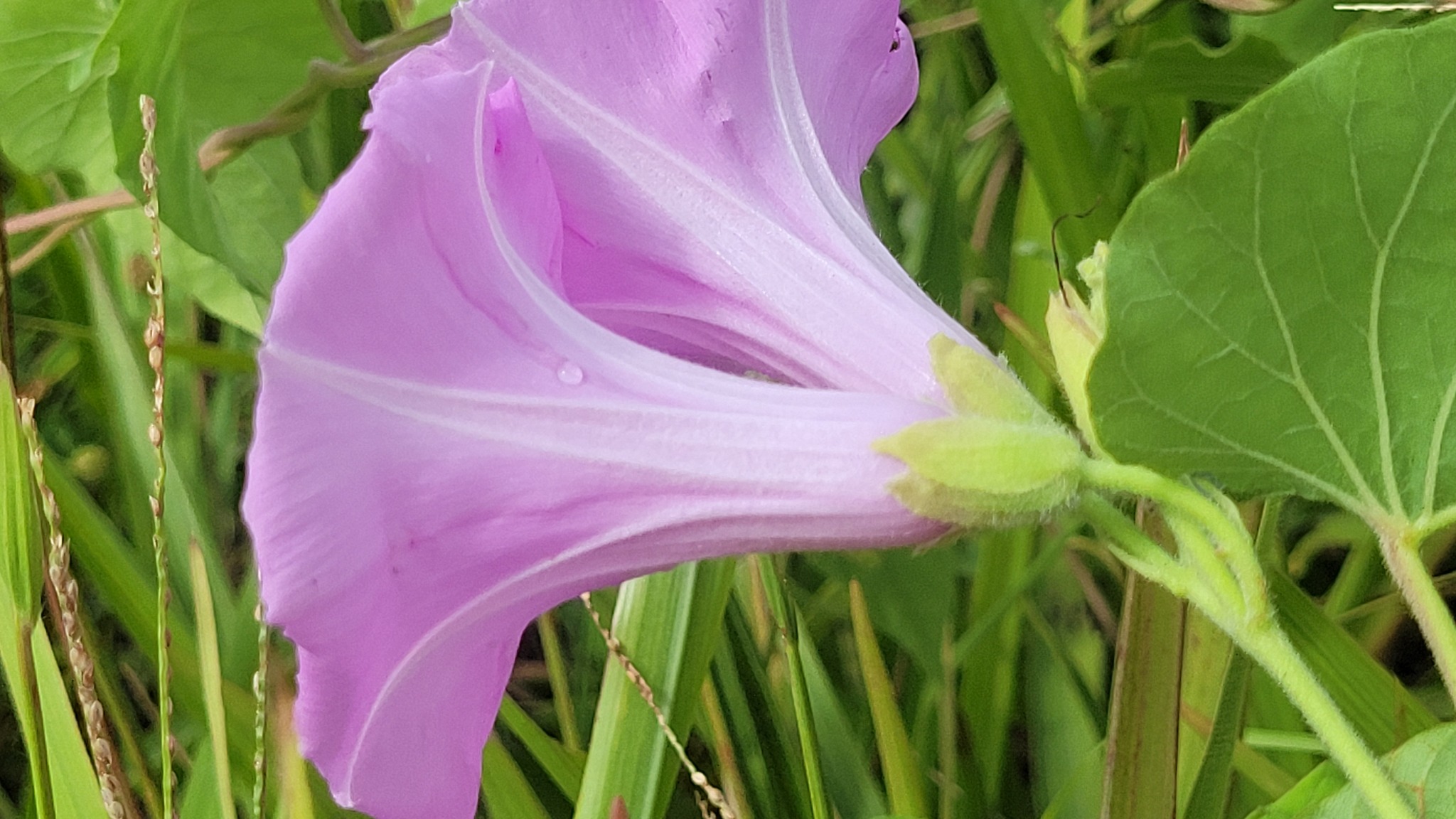 Imagem de Sete-léguas