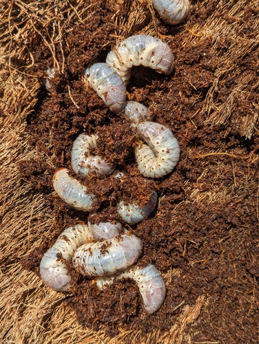 Coconut Rhinoceros Beetle