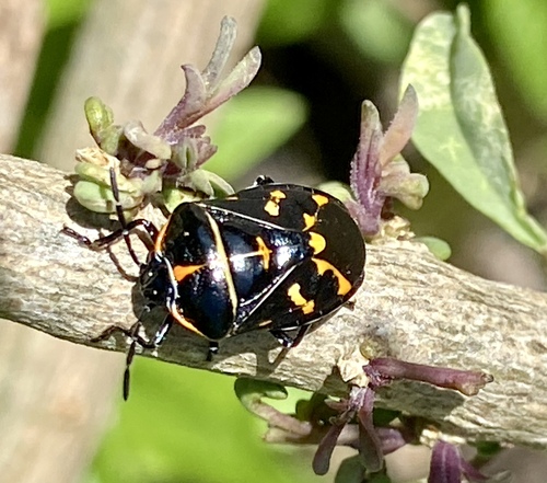 iNaturalist observation photo of Harlequin Bug