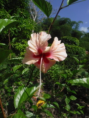 Hibiscus