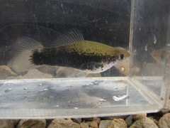 Xiphophorus hellerii
