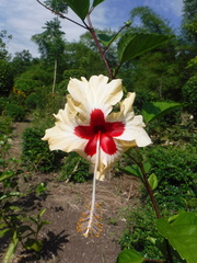 Hibiscus