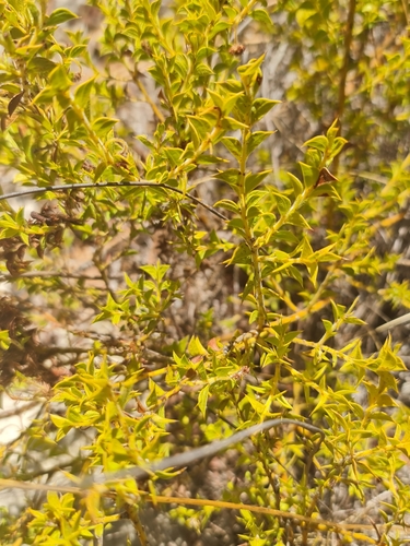 Image of Acacia huegelii by (c) Belinda Forbes, some rights reserved (CC BY)