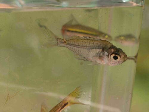 Iridescent glassy perchlet (Parambassis apogonoides) — Ambassidae — 4