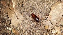 Ischnoptera bilunata