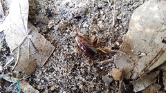 Ischnoptera bilunata