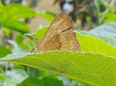 Aricoris constantius