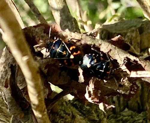 iNaturalist observation photo of Harlequin Bug