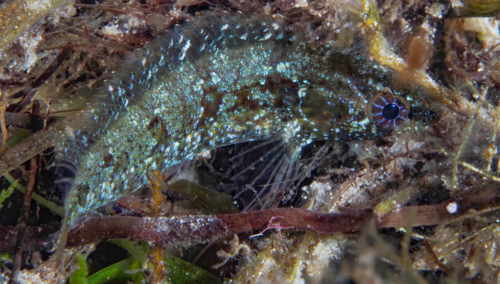 Adelaide-wiervis (Heteroclinus adelaidae) — Clinidae — 4