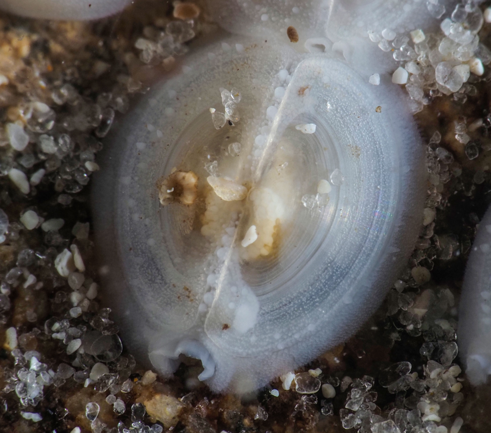 Ephippodonta