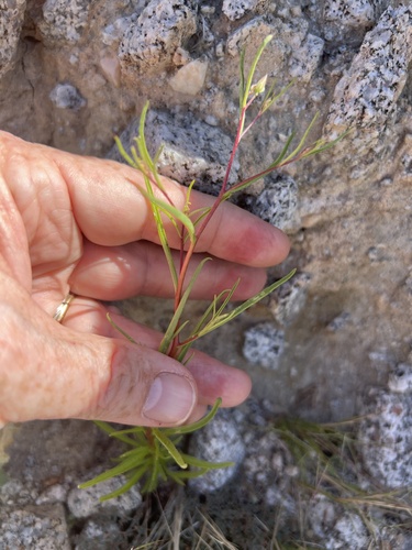 brown turbans (Malperia tenuis)