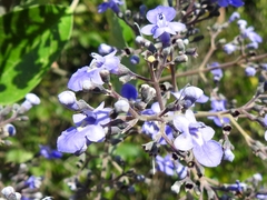 Vitex gaumeri