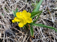 Ranunculus alismifolius alismifolius