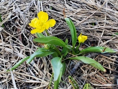 Ranunculus alismifolius alismifolius