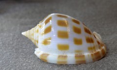 Phalium areola