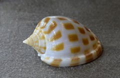 Phalium areola