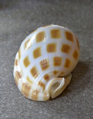 Phalium areola