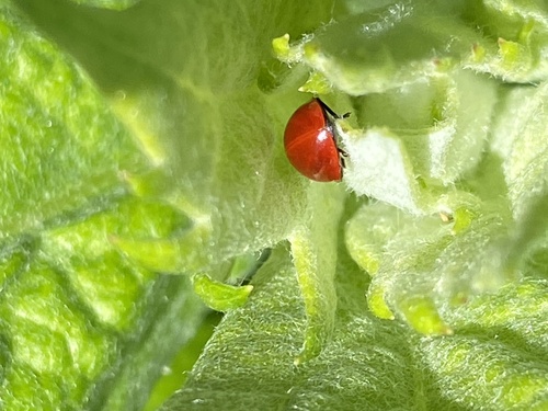 iNaturalist observation photo of Spotless Lady Beetle