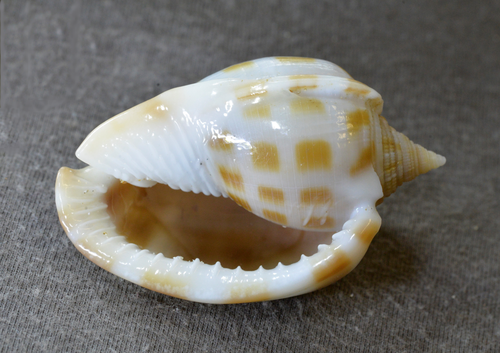 Checkerboard Bonnet Snail
