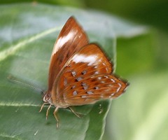 Taxila haquinus berthae