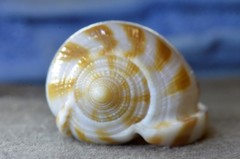 Phalium areola