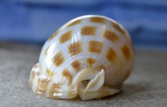 Phalium areola