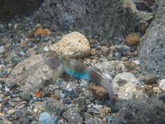 Peppermint Armour Goby photo 2