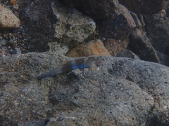 Peppermint Armour Goby photo 3