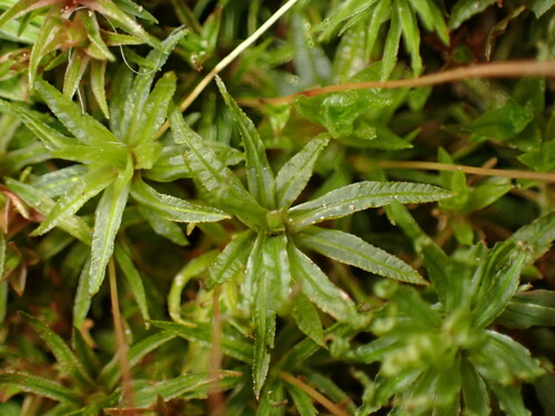 Image of Lesser Smoothcap (Atrichum angustatum) by (c) W Rao, some rights reserved (CC BY)